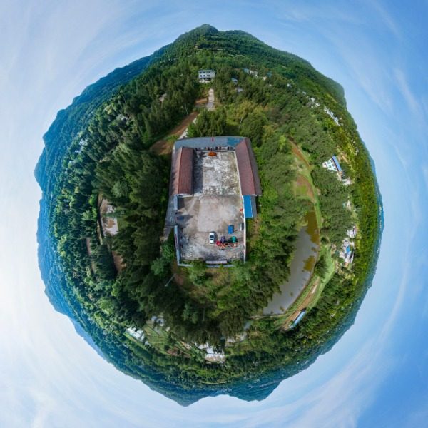 独柏树村