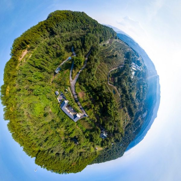 椿树村