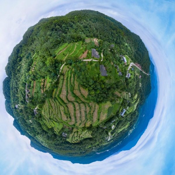 茶园村
