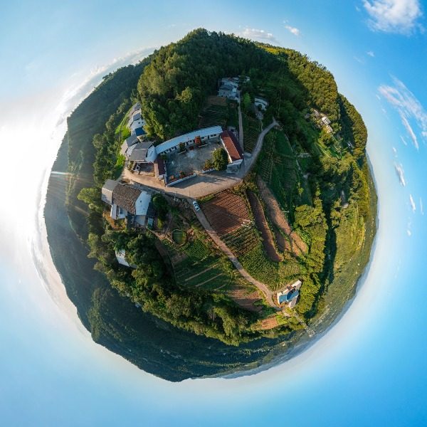 独柏村